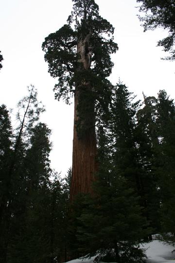 20-Sequoia 0018.JPG